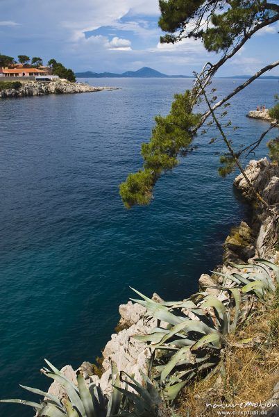 Felsküste mit Agaven, Blick aufs Meer, Losinje und Cres, Veli Losinje, Kroatien