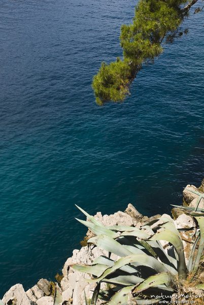 Felsküste mit Agaven, Blick aufs Meer, Veli Losinje, Kroatien