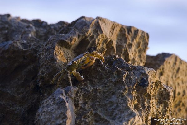 Felsenkrabbe, Rennkrabbe, Pachygrapsus marmoratus, Quadratkrabben (Grapsidae), auf Felsen an der Küste, Campingplatz Baldarin, Cres, Kroatien