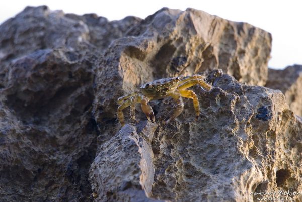 Felsenkrabbe, Rennkrabbe, Pachygrapsus marmoratus, Quadratkrabben (Grapsidae), auf Felsen an der Küste, Campingplatz Baldarin, Cres, Kroatien