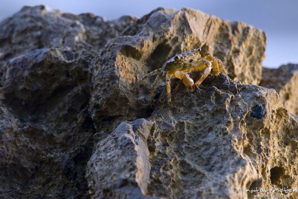 Felsenkrabbe, Rennkrabbe, Pachygrapsus marmoratus, Quadratkrabben (Grapsidae), auf Felsen an der Küste, Campingplatz Baldarin, Cres, Kroatien