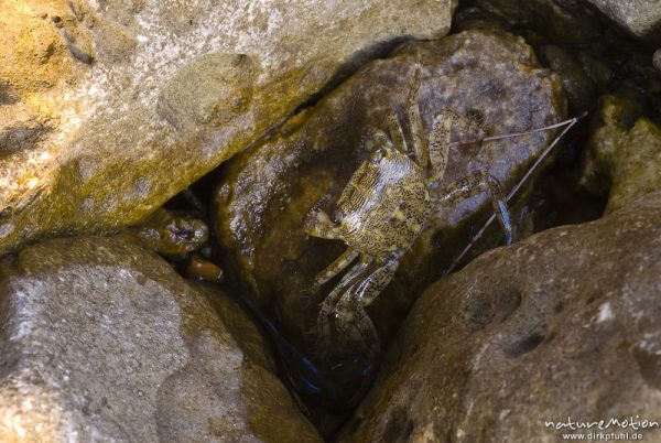 Felsenkrabbe, Rennkrabbe, Pachygrapsus marmoratus, Quadratkrabben (Grapsidae), auf Felsen an der Küste, Campingplatz Baldarin, Cres, Kroatien