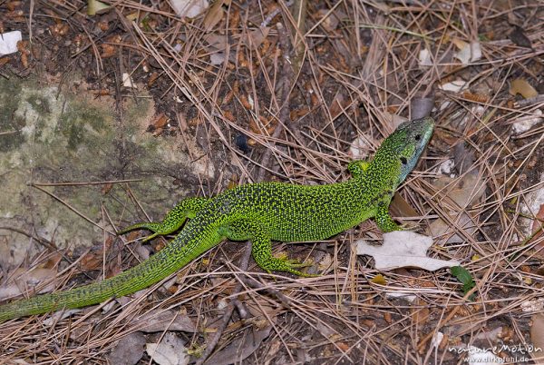 Smaragdeidechse, Lacerta viridis, Lacerta bilineata, Lacertidae, versteckt im Unterholz, Campingplatz Baldarin, Cres, Kroatien