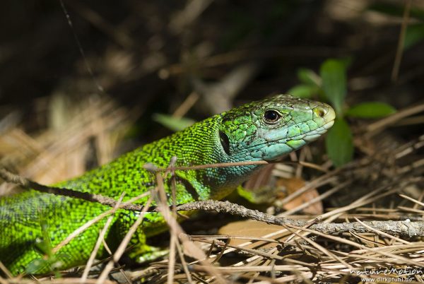 Smaragdeidechse, Lacerta viridis, Lacerta bilineata, Lacertidae, versteckt im Unterholz, Campingplatz Baldarin, Cres, Kroatien