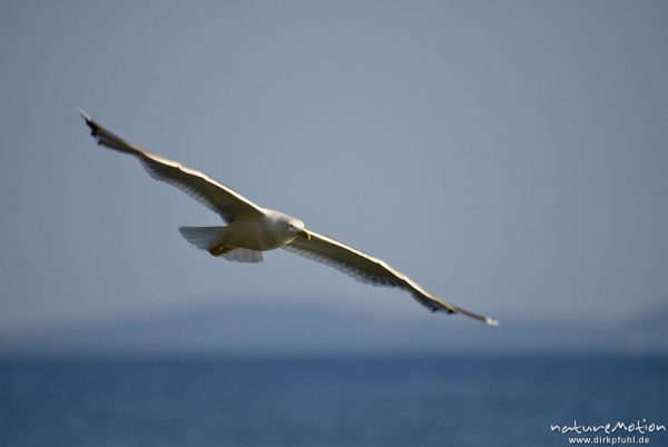 Mittelmeermöwe, Larus michahellis, Möwen (Laridae), im Flug, Cres, Kroatien