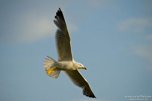 Mittelmeermöwe, Larus michahellis, Möwen (Laridae), im Flug, Cres, Kroatien