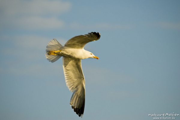 Mittelmeermöwe, Larus michahellis, Möwen (Laridae), im Flug, Cres, Kroatien