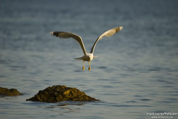 Mittelmeermöwe, Larus michahellis, Möwen (Laridae), im Flug, Cres, Kroatien