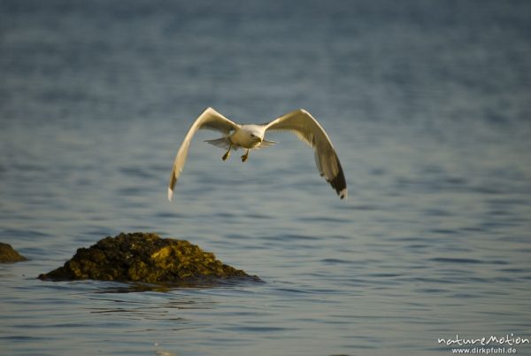 Mittelmeermöwe, Larus michahellis, Möwen (Laridae), im Flug, Cres, Kroatien