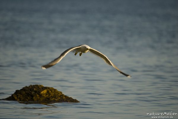 Mittelmeermöwe, Larus michahellis, Möwen (Laridae), im Flug, Cres, Kroatien