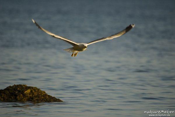 Mittelmeermöwe, Larus michahellis, Möwen (Laridae), im Flug, Cres, Kroatien