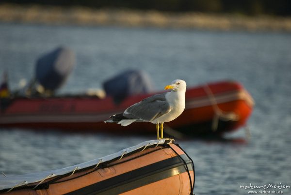 Mittelmeermöwe, Larus michahellis, Möwen (Laridae), sitzend auf Schlauchboot, Cres, Kroatien