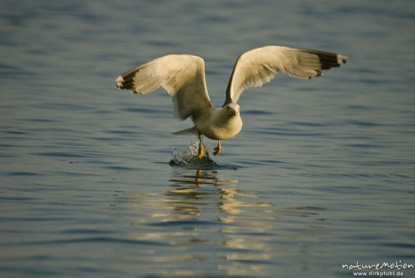 Mittelmeermöwe, Larus michahellis, Möwen (Laridae), von Wasseroberfläche auffliegend, Cres, Kroatien