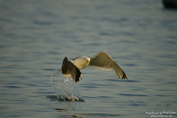 Mittelmeermöwe, Larus michahellis, Möwen (Laridae), von Wasseroberfläche auffliegend, Cres, Kroatien