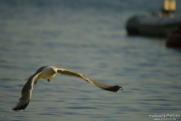 Mittelmeermöwe, Larus michahellis, Möwen (Laridae), von Wasseroberfläche auffliegend, Cres, Kroatien