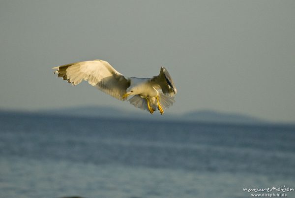 Mittelmeermöwe, Larus michahellis, Möwen (Laridae), im Flug, Cres, Kroatien