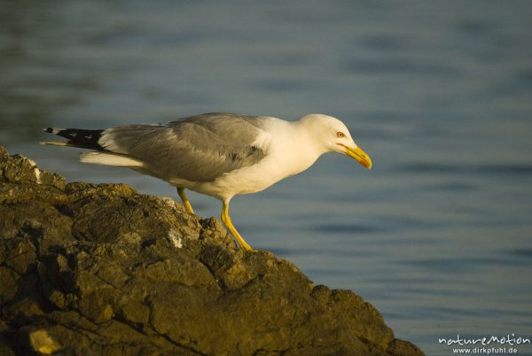 Mittelmeermöwe, Larus michahellis, Möwen (Laridae), auf Beutefang von Felsen abfliegend, Cres, Kroatien