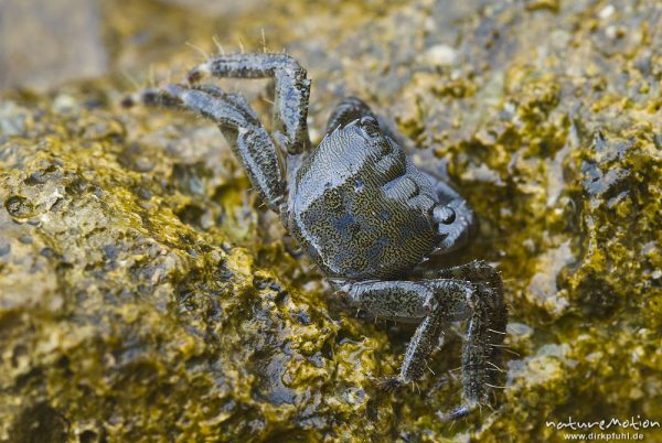 Felsenkrabbe, Rennkrabbe, Pachygrapsus marmoratus, Quadratkrabben (Grapsidae), auf Felsen an der Küste, Campingplatz Baldarin, Cres, Kroatien