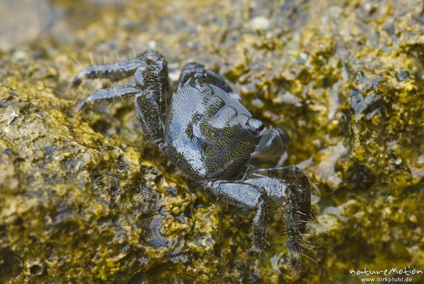 Felsenkrabbe, Rennkrabbe, Pachygrapsus marmoratus, Quadratkrabben (Grapsidae), auf Felsen an der Küste, Campingplatz Baldarin, Cres, Kroatien