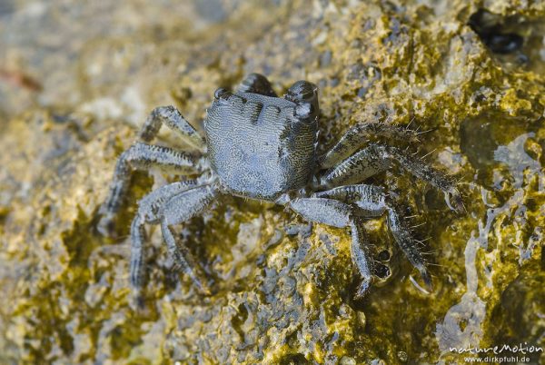 Felsenkrabbe, Rennkrabbe, Pachygrapsus marmoratus, Quadratkrabben (Grapsidae), auf Felsen an der Küste, Campingplatz Baldarin, Cres, Kroatien