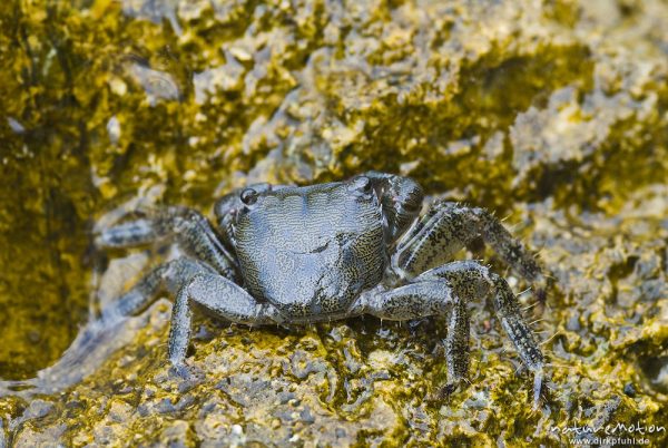 Felsenkrabbe, Rennkrabbe, Pachygrapsus marmoratus, Quadratkrabben (Grapsidae), auf Felsen an der Küste, Campingplatz Baldarin, Cres, Kroatien