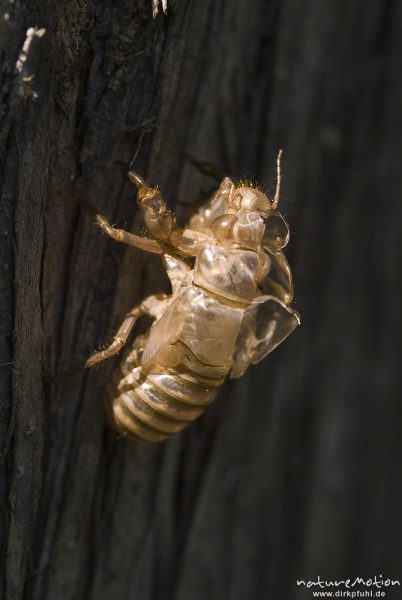 Manna-Singzikade, Eschenzikade, Cicada orni, Singzikaden (Cicadidae), Exuvie an Stamm der Manna-Esche, Osor, Kroatien