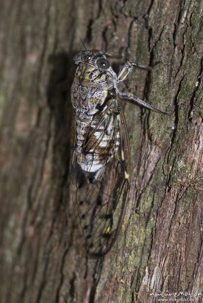 Manna-Singzikade, Eschenzikade, Cicada orni, Singzikaden (Cicadidae), an Stamm der Manna-Esche, Osor, Kroatien