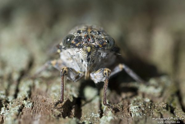 Manna-Singzikade, Eschenzikade, Cicada orni, Singzikaden (Cicadidae), Kopf von vorn, an Stamm der Manna-Esche, Osor, Kroatien