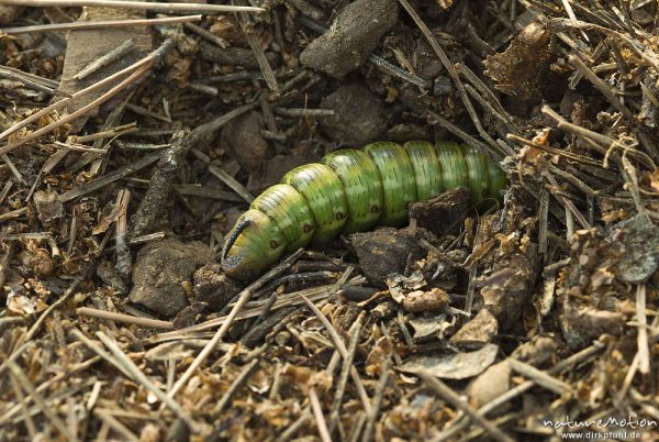 Kiefernschwärmer, Tannenpfeil, Sphinx pinastri, Schwärmer (Sphingidae), Raupe beim eingraben in Puppenhöhle, Campingplatz Baldarin, Cres, Kroatien