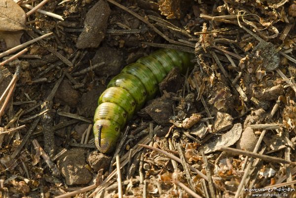 Kiefernschwärmer, Tannenpfeil, Sphinx pinastri, Schwärmer (Sphingidae), Raupe beim eingraben zur Verpuppung, Campingplatz Baldarin, Cres, Kroatien