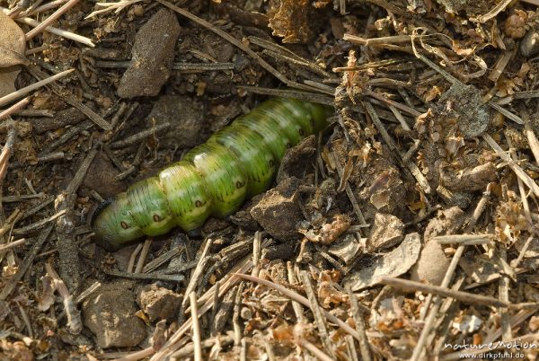 Kiefernschwärmer, Tannenpfeil, Sphinx pinastri, Schwärmer (Sphingidae), Raupe beim eingraben zur Verpuppung, Campingplatz Baldarin, Cres, Kroatien