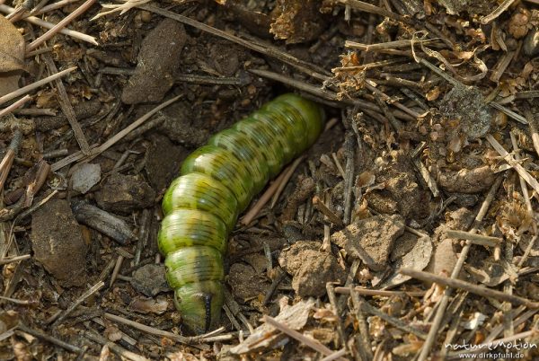 Kiefernschwärmer, Tannenpfeil, Sphinx pinastri, Schwärmer (Sphingidae), Raupe beim eingraben zur Verpuppung, Campingplatz Baldarin, Cres, Kroatien