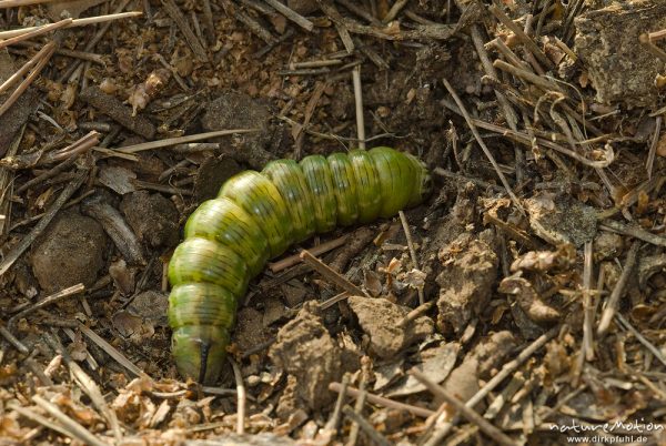 Kiefernschwärmer, Tannenpfeil, Sphinx pinastri, Schwärmer (Sphingidae), Raupe beim eingraben zur Verpuppung, Campingplatz Baldarin, Cres, Kroatien