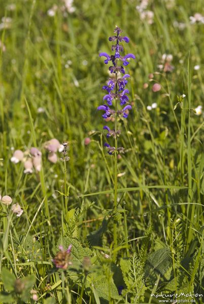 Wiesensalbei, Salvia pratensis, Lippenblütler (Lamiaceae), ganze Pflanze inmitten Wiese, Bohinjer See Wocheiner See, Slowenien