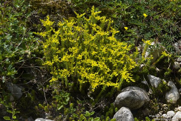 Scharfer Mauerpfeffer, Fetthenne, Sedum acre, Crassulaceae, (? Artbestimmung unsicher), Bohinjer See Wocheiner See, Slowenien