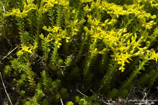 Scharfer Mauerpfeffer, Fetthenne, Sedum acre, Crassulaceae, (? Artbestimmung unsicher), Bohinjer See Wocheiner See, Slowenien