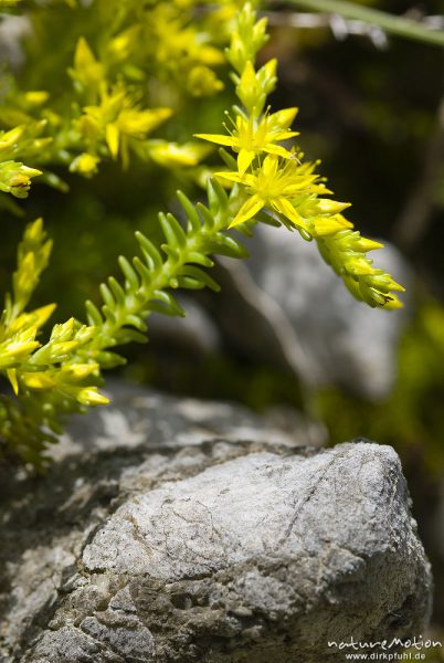 Scharfer Mauerpfeffer, Fetthenne, Sedum acre, Crassulaceae, (? Artbestimmung unsicher), Bohinjer See Wocheiner See, Slowenien