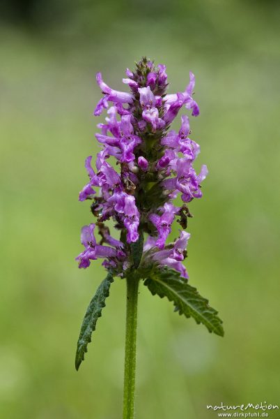 Echter Ziest, Heil-Ziest, Stachys officinalis, Lippenblütler (Lamiaceae), Blütenstand, Bohinjer See Wocheiner See, Slowenien