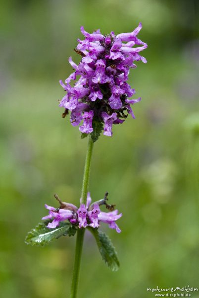 Echter Ziest, Heil-Ziest, Stachys officinalis, Lippenblütler (Lamiaceae), Blütenstand, Bohinjer See Wocheiner See, Slowenien