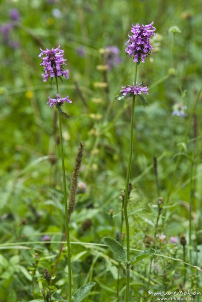 Echter Ziest, Heil-Ziest, Stachys officinalis, Lippenblütler (Lamiaceae), Bohinjer See Wocheiner See, Slowenien