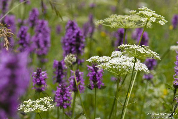 Bergwiese mit Echter Ziest, Heil-Ziest, Stachys officinalis, Lippenblütler (Lamiaceae) und Doldengewächs (? Artname unbestimmt), Bohinjer See Wocheiner See, Slowenien