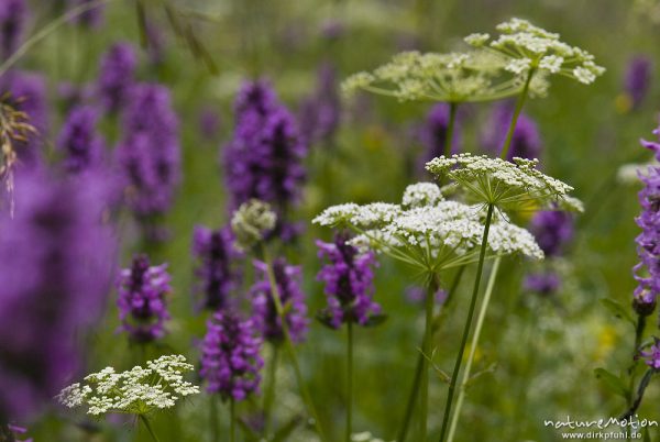 Bergwiese mit Echter Ziest, Heil-Ziest, Stachys officinalis, Lippenblütler (Lamiaceae) und Doldengewächs (? Artname unbestimmt), Bohinjer See Wocheiner See, Slowenien