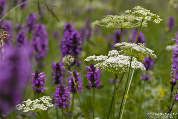 Bergwiese mit Echter Ziest, Heil-Ziest, Stachys officinalis, Lippenblütler (Lamiaceae) und Doldengewächs (? Artname unbestimmt), Bohinjer See Wocheiner See, Slowenien