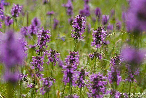 Bergwiese mit Echter Ziest, Heil-Ziest, Stachys officinalis, Lippenblütler (Lamiaceae), Bohinjer See Wocheiner See, Slowenien