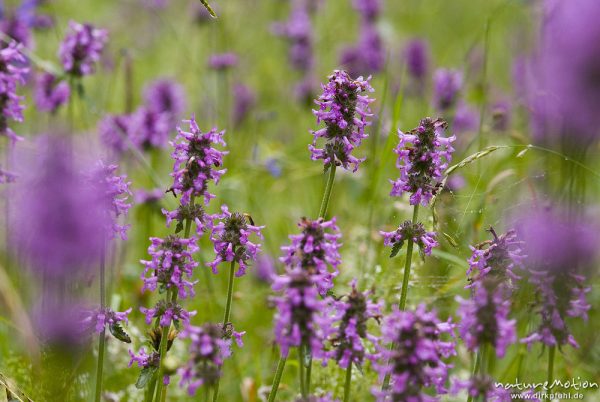 Bergwiese mit Echter Ziest, Heil-Ziest, Stachys officinalis, Lippenblütler (Lamiaceae), Bohinjer See Wocheiner See, Slowenien