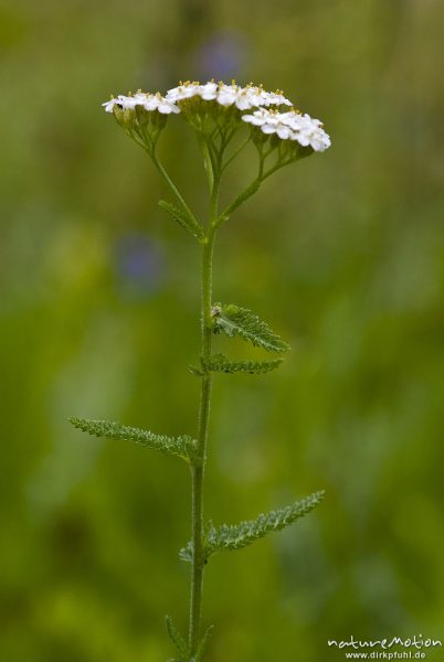Gemeine Schafgarbe, Achillea millefolium, Asteraceae, Pflanze, Bohinjer See Wocheiner See, Slowenien