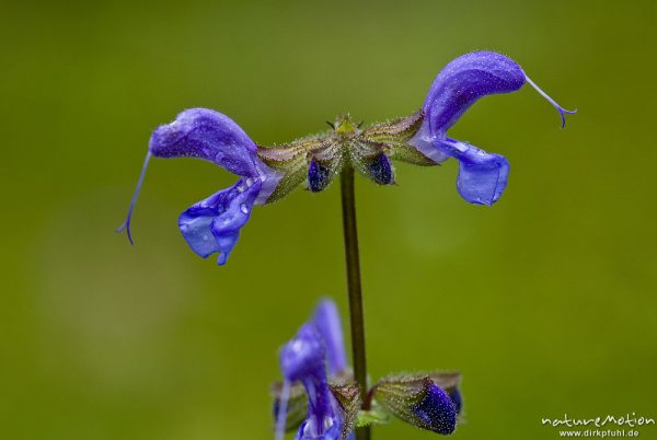 Wiesensalbei, Salvia pratensis, Lippenblütler (Lamiaceae), Blüten, Bohinjer See Wocheiner See, Slowenien