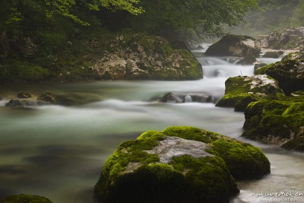 Bergbach mit moosbewachsenen Felsen, Nebel und Regen, Mosnica, Triglav-Nationalpark, Slowenien