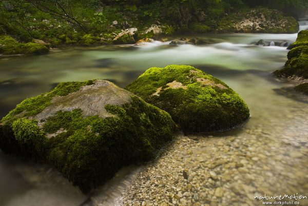 Bergbach mit moosbewachsenen Felsen, Nebel und Regen, Mosnica, Triglav-Nationalpark, Slowenien