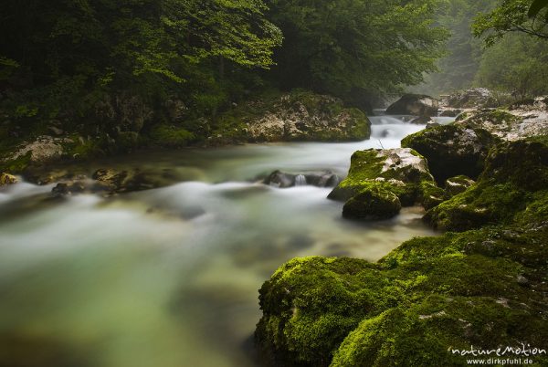 Bergbach mit moosbewachsenen Felsen, Nebel und Regen, Mosnica, Triglav-Nationalpark, Slowenien